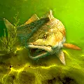 My Fishing World MOD APK v1.16.27 (Unlimited Golds, VIP Unlocked)